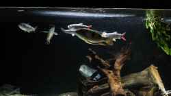 Dekoration im Aquarium Amazonasufer