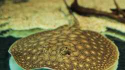 Besatz im Aquarium Amazonasufer