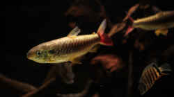 Besatz im Aquarium Amazonasufer
