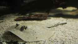 Besatz im Aquarium Amazonasufer
