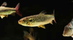 Besatz im Aquarium Amazonasufer