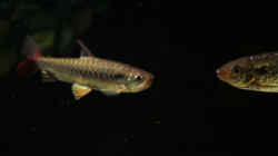Besatz im Aquarium Amazonasufer