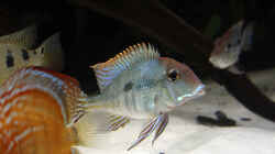 Besatz im Aquarium Amazonasufer