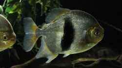 Besatz im Aquarium Amazonasufer