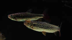 Besatz im Aquarium Amazonasufer