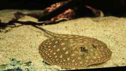 Dekoration im Aquarium Amazonasufer