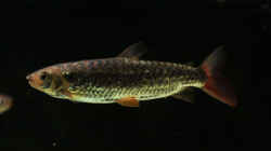 Besatz im Aquarium Amazonasufer