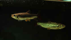Besatz im Aquarium Amazonasufer