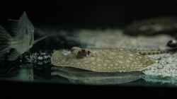Besatz im Aquarium Amazonasufer