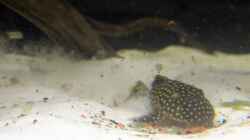 Besatz im Aquarium Amazonasufer