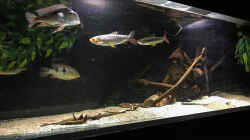 Dekoration im Aquarium Amazonasufer
