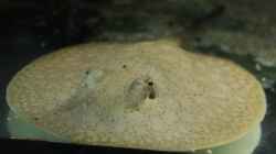Besatz im Aquarium Amazonasufer