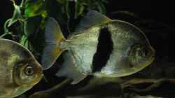 Besatz im Aquarium Amazonasufer