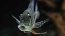 Besatz im Aquarium Amazonasufer