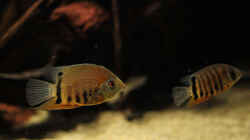 Besatz im Aquarium Amazonasufer