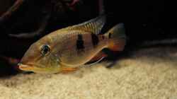 Besatz im Aquarium Amazonasufer