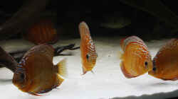 Besatz im Aquarium Amazonasufer