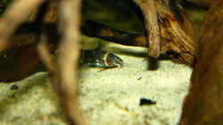 Microsynodontis