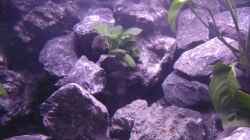 Anubias