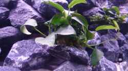 Anubias 
