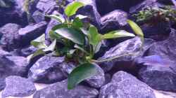Anubias 