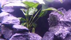 Anubias Mutterpflanze