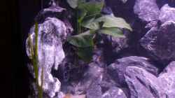 Anubias und Vallisneria