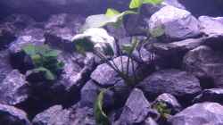 Anubias Mutterpflanze