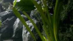 Vallisneria