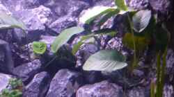 Anubias Barteri