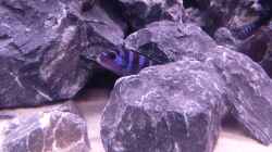 Besatz im Aquarium Demasoni Rocks - aufgelöst