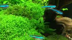 Besatz im Aquarium Becken 27280