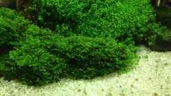Pflanzen im Aquarium Becken 27280