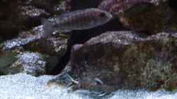 Aulonocara Stuartgranti Ngara Weibchen mit einem  Synodontis Petricola dwarf 23.02.2014