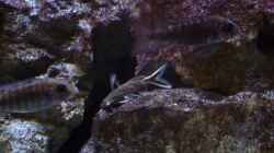 Aulonocara Stuartgranti Ngara Weibchen mit einem  Synodontis Petricola dwarf 23.02.2014