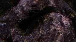 Synodontis Petricola dwarf 22.02.2014