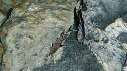 Synodontis Petricola dwarf 05.11.2013