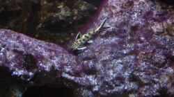 Synodontis Petricola dwarf 23.02.2014