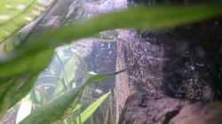 Dekoration im Aquarium Becken 27455 (nur noch als Beispiel)