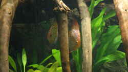 Besatz im Aquarium Becken 27455 (nur noch als Beispiel)