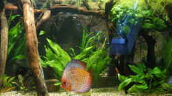Aquarium Becken 27455 (nur noch als Beispiel)