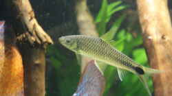 Besatz im Aquarium Becken 27455 (nur noch als Beispiel)