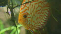 Besatz im Aquarium Becken 27455 (nur noch als Beispiel)