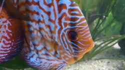 Besatz im Aquarium Becken 27455 (nur noch als Beispiel)