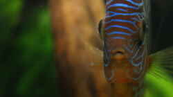 Besatz im Aquarium Becken 27455 (nur noch als Beispiel)