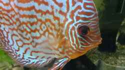 Besatz im Aquarium Becken 27455 (nur noch als Beispiel)