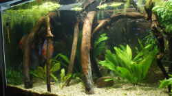 Aquarium Becken 27455 (nur noch als Beispiel)