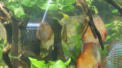 Besatz im Aquarium Becken 27455 (nur noch als Beispiel)