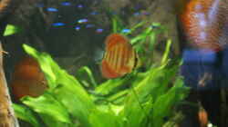 Besatz im Aquarium Becken 27455 (nur noch als Beispiel)
