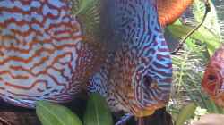Besatz im Aquarium Becken 27455 (nur noch als Beispiel)